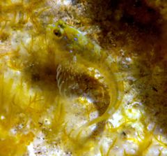 Aidablennius sphynx