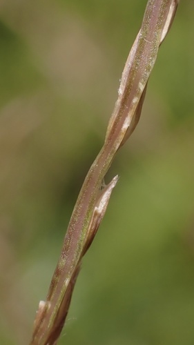 Image of Digitaria radicosa by (c) Thomas Irvine, some rights reserved (CC BY)