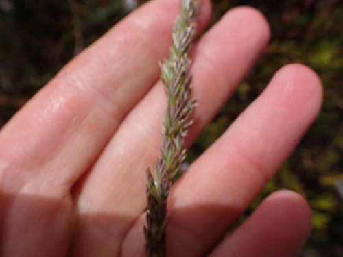 Image of Festuca scabra by (c) Eugene Hahndiek, some rights reserved (CC BY-SA)