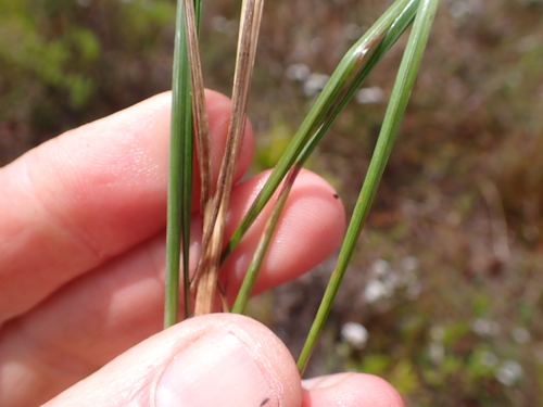 Image of Festuca scabra by (c) Eugene Hahndiek, some rights reserved (CC BY-SA)