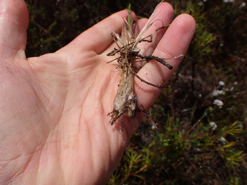 Image of Festuca scabra by (c) Eugene Hahndiek, some rights reserved (CC BY-SA)