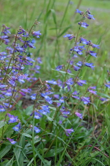 Penstemon albertinus