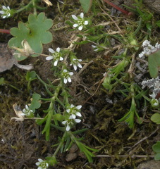 Cherleria biflora