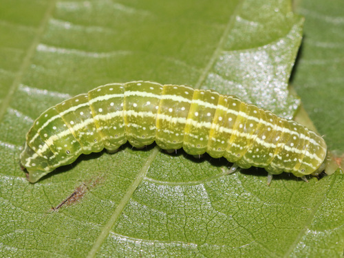 Lithophane furcifera