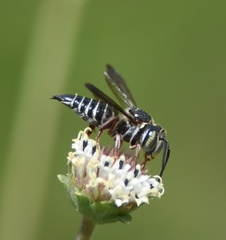 Coelioxys mexicanus