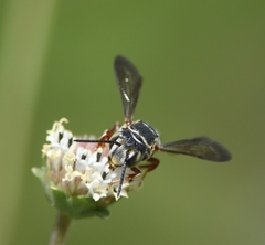 Coelioxys mexicanus
