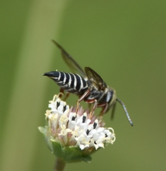Coelioxys mexicanus