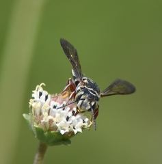 Coelioxys mexicanus