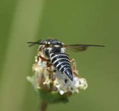 Coelioxys mexicanus