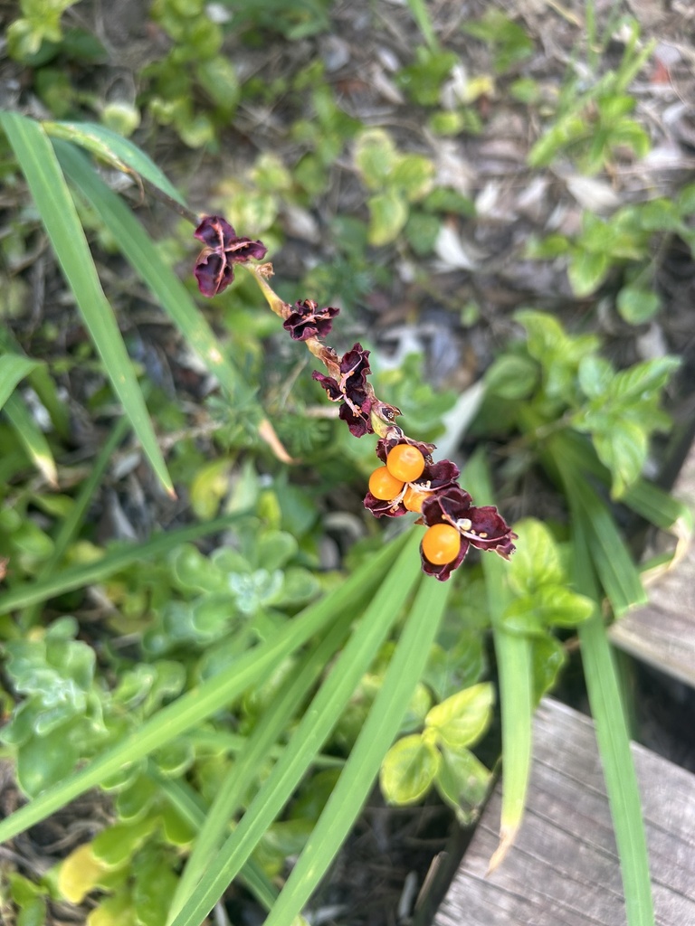 Chasmanthe aethiopica, Robberg Beach End Street, Plettenberg Bay, WC, ZA, by shawalice