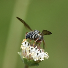 Coelioxys mexicanus