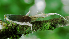 Pterodictya reticularis