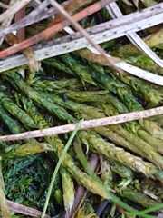 Acrocladium chlamydophyllum