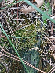 Acrocladium chlamydophyllum