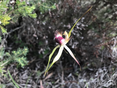Image of Caladenia thinicola by (c) Ann Bentley, some rights reserved (CC BY)