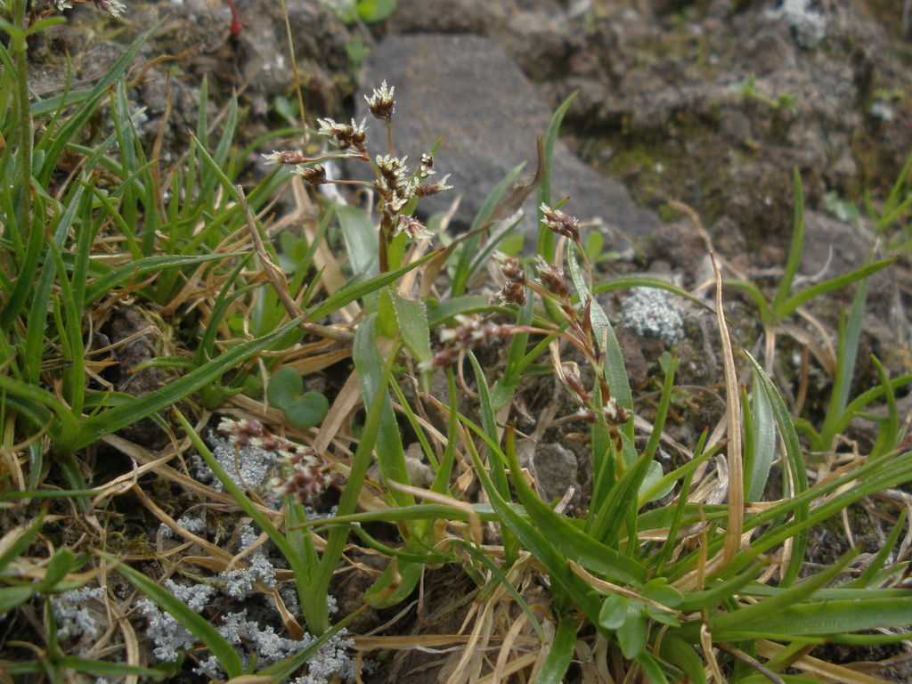 Luzula oligantha