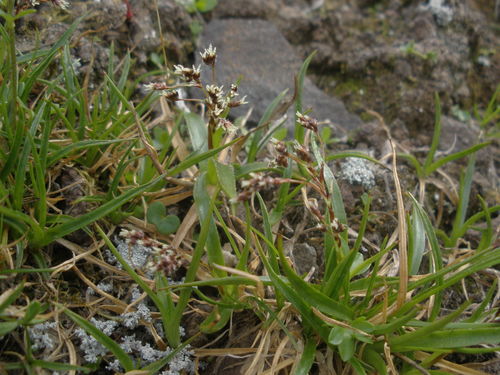 High-mountain woodrush (Luzula oligantha)
