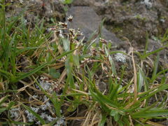 Luzula oligantha