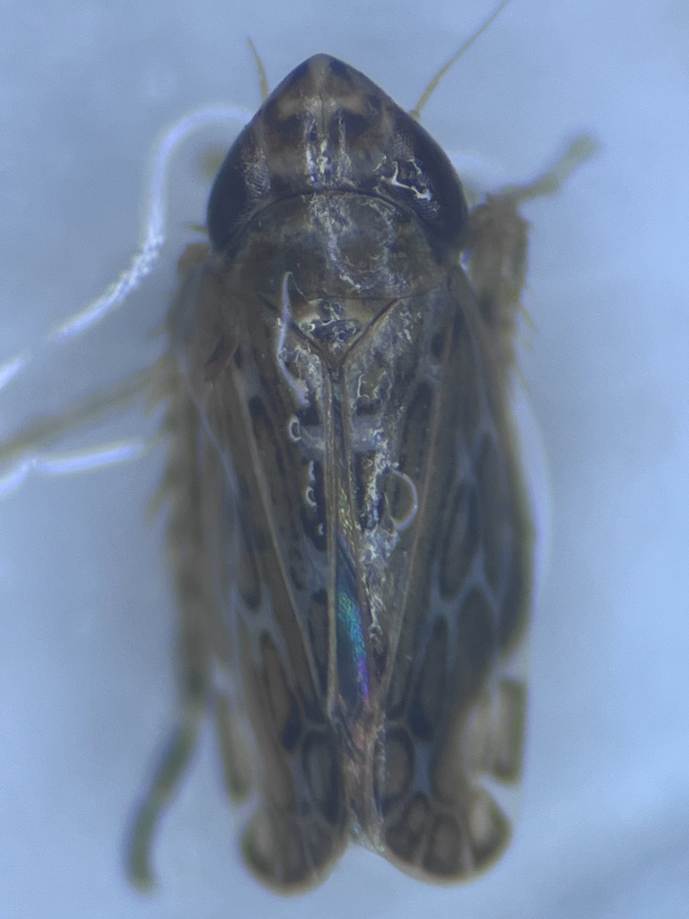 Jassargus obtusivalvis