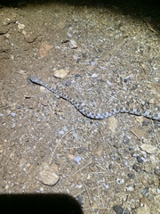 Trimorphodon lyrophanes