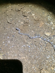 Trimorphodon lyrophanes