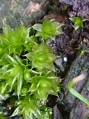 Rosulabryum subtomentosum