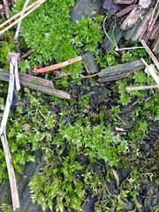 Rosulabryum subtomentosum