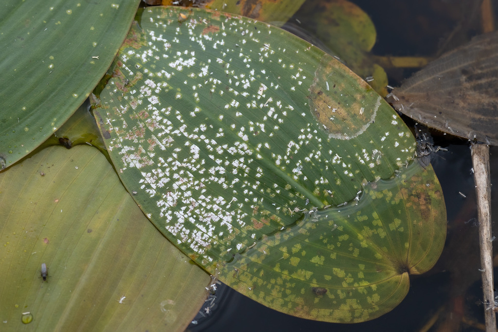 Doassansiopsidaceae