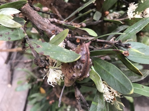 Image of Hakea oleifolia by (c) Ann Bentley, some rights reserved (CC BY)