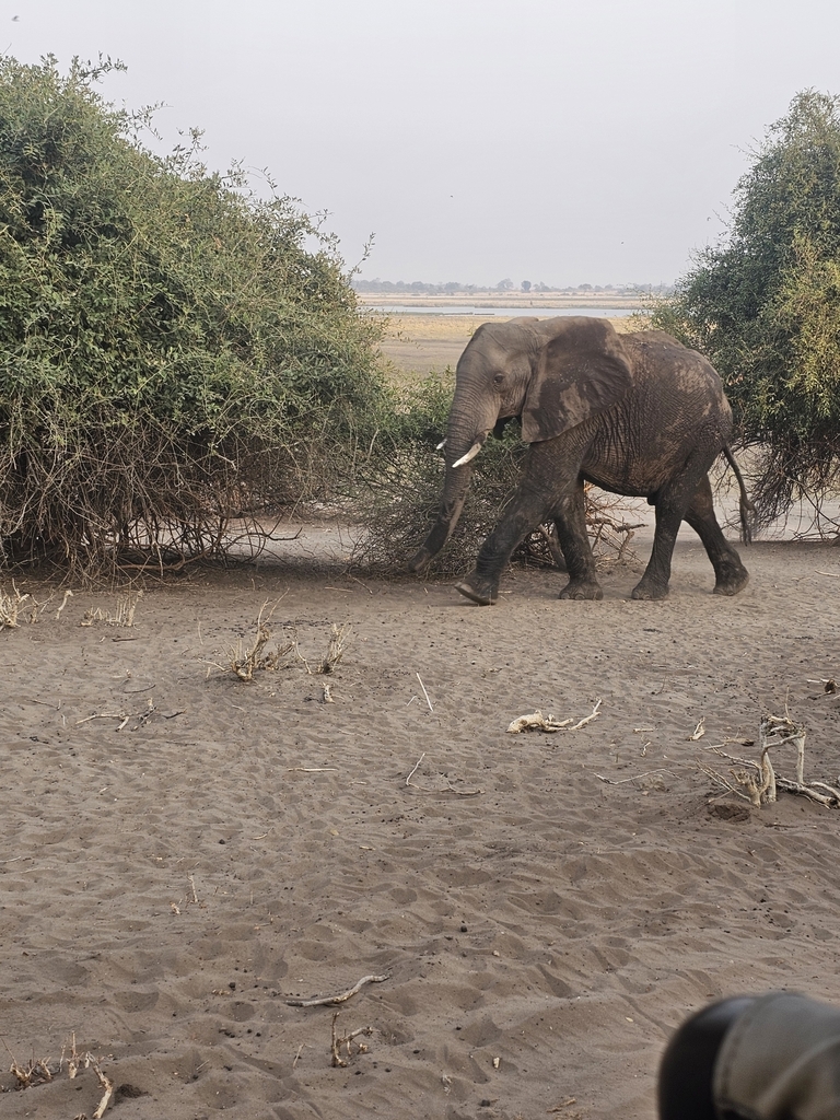 Loxodonta africana, , by leeplaw1