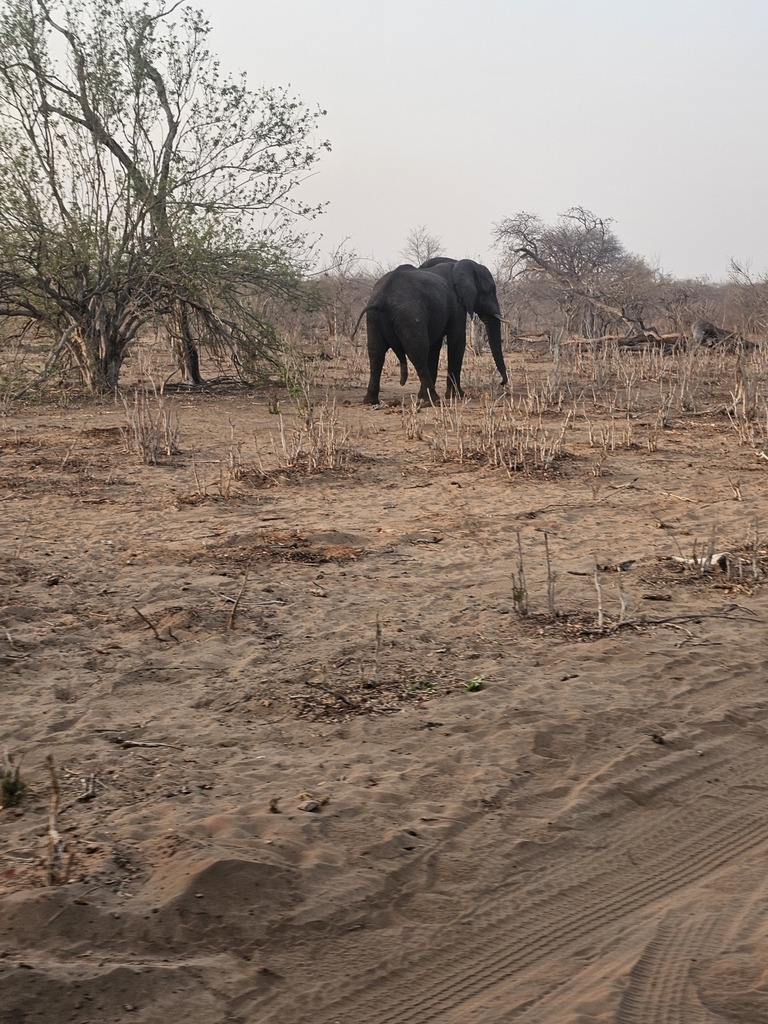Loxodonta africana, , by leeplaw1