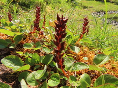 Salix stolonifera