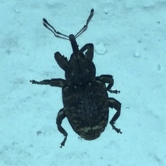 Conotrachelus posticatus