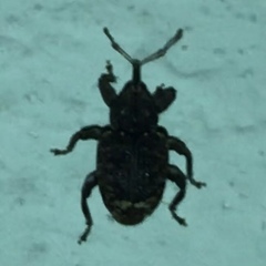 Conotrachelus posticatus