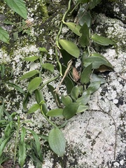 Vanilla somae, photograph (c) 周榮茂, some rights reserved (CC BY)