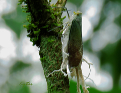 Pterodictya reticularis