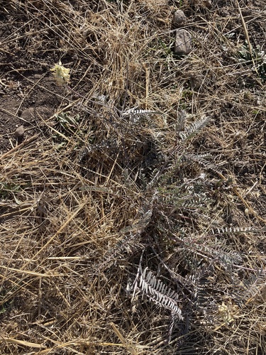 Image of Astragalus asymmetricus by no rights reserved