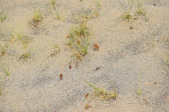 Carex sabulosa