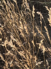 Bromus hordeaceus