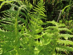 Oreopteris quelpartensis