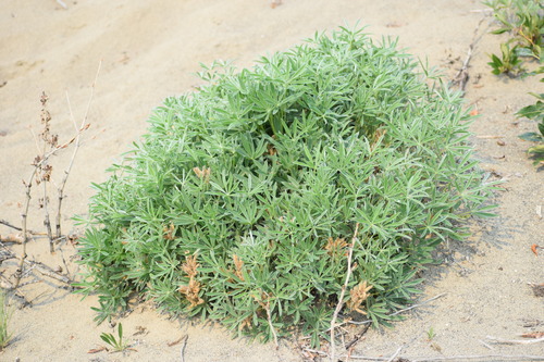 Image of Lupinus kuschei by (c) Syd Cannings, some rights reserved (CC BY)