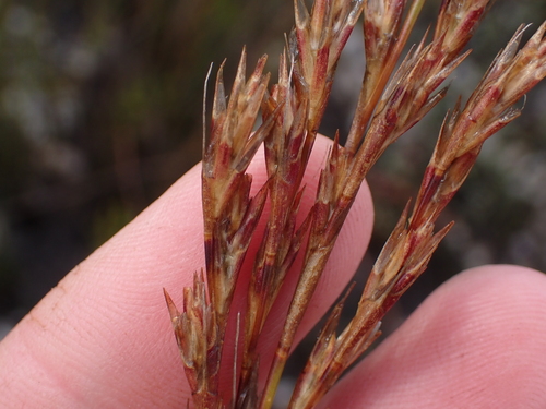 Image of Restio dodii by (c) Eugene Hahndiek, some rights reserved (CC BY-SA)