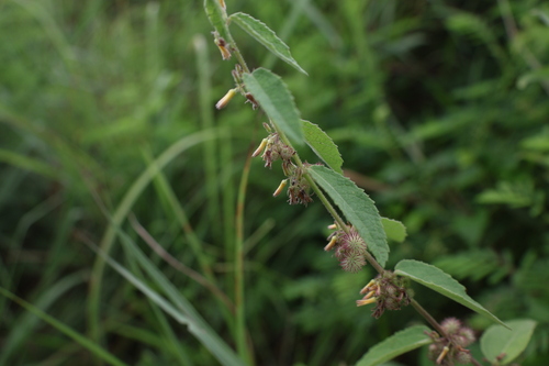 Triumfetta tomentosa observed 2024-09-27