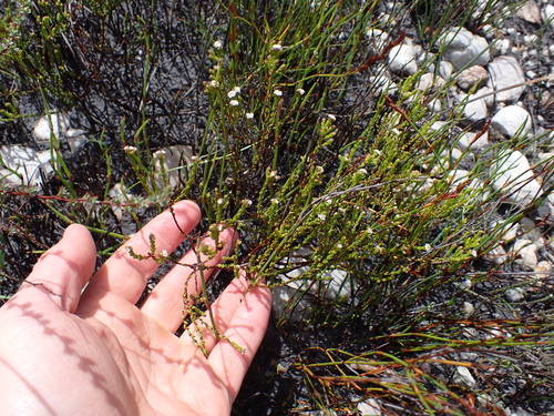 Image of Phylica parvula by (c) Eugene Hahndiek, some rights reserved (CC BY-SA)
