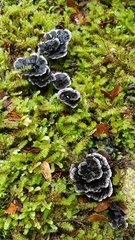 Phellodon sinclairii