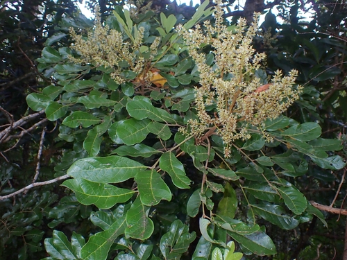 Gongrodiscus sufferrugineus observed 2024-09-28