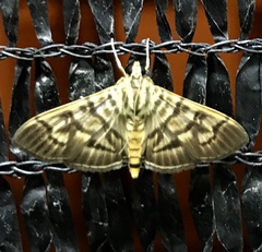 Arthromastix lauralis