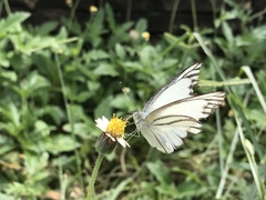 Appias libythea