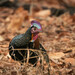 Green Junglefowl - Photo (c) jakeh2022, some rights reserved (CC BY-NC)