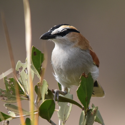 Black-crowned Tchagra